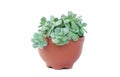 Small plant in pot, succulents or cactus on white background, clipping path included