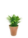 Small plant in pot on white background Royalty Free Stock Photo