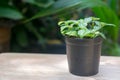 small plant pot on wooden table Royalty Free Stock Photo