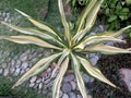 Small plant in pot. Yucca flaccida 'Golden Sword' (Flaccid leaf yucca