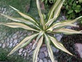 Small plant in pot. Yucca flaccida `Golden Sword` Flaccid leaf yucca
