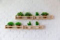 Small plant pots placed on wooden shelf on white birck wall.