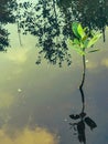 Small plant in river in thailand