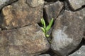 A small plant among the rocks