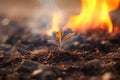 Plant seedling with smoke and fire in background. Global warming and wildfire concept