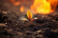 Small plant seedling on fire. Global warming and wildfire concept