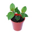 Small plant seedling growing in pot isolated Royalty Free Stock Photo