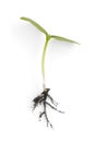 Small plant seedling with roots close up Royalty Free Stock Photo