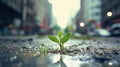 A small plant is seen sprouting from the asphalt on a city street, symbolizing natures resilience in an urban environment Royalty Free Stock Photo