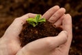 Small plant in soil closeup. The gardener`s hands gently hold the soil with the plant. Ecology