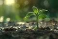 Small plant in soil in green vegetation and in the rays of the sun against the background of eroded green vegetation