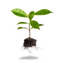 Small plant and soil on white background