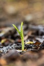 Small plant of soy Royalty Free Stock Photo