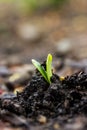 Small plant of soy Royalty Free Stock Photo