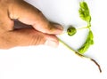 Small plant of soy and hand Royalty Free Stock Photo