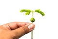 Small plant of soy and hand Royalty Free Stock Photo