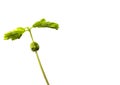 Small plant of soy Royalty Free Stock Photo