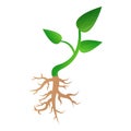 Small plant soybean icon, cartoon style