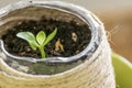 Small plant sprout growing in a handmade string flowerpot. Ecology concept and empty copy space Royalty Free Stock Photo