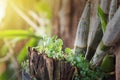 Small plant sprout in morning light, fresh new begining day Royalty Free Stock Photo