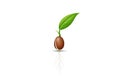 A small plant sprouting from a brown seed with a single green Royalty Free Stock Photo