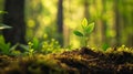 Small Plant Sprouts in Forest Understory