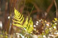 Small plant sunbathing in a forest