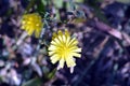 A Small Plant With Thier Yellow Flower