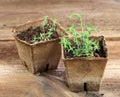 Young thyme seedling in a pot Royalty Free Stock Photo