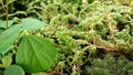 Pilea microphylla, rockweed, artillery plant growing with other plants