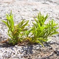 Small plant was born in an improbable place - power of life concept image