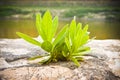 Small plant was born in an improbable place - power of life concept image