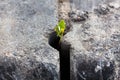 A small plant, which, regardless of what grows through the concrete structure. Royalty Free Stock Photo