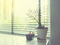 Small plant on white desk beside window Royalty Free Stock Photo