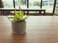 Small plant on wooden table in coffee shop blurred background. Royalty Free Stock Photo