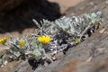 Tiny yellow daisy grows on the surface of a rock Royalty Free Stock Photo