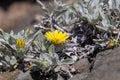 Tiny yellow daisy grows on the surface of a rock Royalty Free Stock Photo