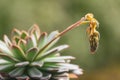 A small plant with a yellow flower on top