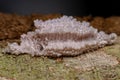 Small Planthopper Eggs