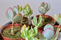 Small plants crassula