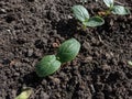 Small plants of cucumber (Cucumis sativus) with first green leaves growing in soil in garden. Gardening concept Royalty Free Stock Photo