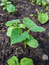 Small plants of cucumber Cucumis sativus with first leaves growing in soil in garden in bright sunlight. Gardening and food Royalty Free Stock Photo