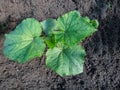 Small plants of cucumber Cucumis sativus with first leaves growing in soil in garden in bright sunlight. Gardening and food Royalty Free Stock Photo