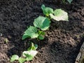 Small plants of cucumber Cucumis sativus with first leaves growing in soil in garden in bright sunlight. Gardening and food Royalty Free Stock Photo