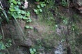 Small Plants, Grass and Some Moss on a Natural Ground Wall in Madeira