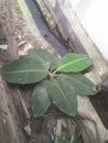 Small plants green banna near drain outlet