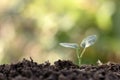 Small plants with green leaves growing on natural soil and a green nature background