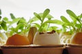 Small plants grow in eggshells on a white background Royalty Free Stock Photo