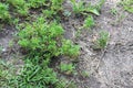 small plants grow on infertile clay soil: medicinal chamomile and others