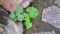 Small plants grow on rocks with several dark colors